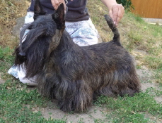 Chalenger Dai Hatd KfTCh