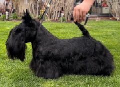 Marland Deliza LuxCh