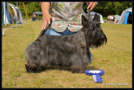 Rigoletto Irma la Douce GJW